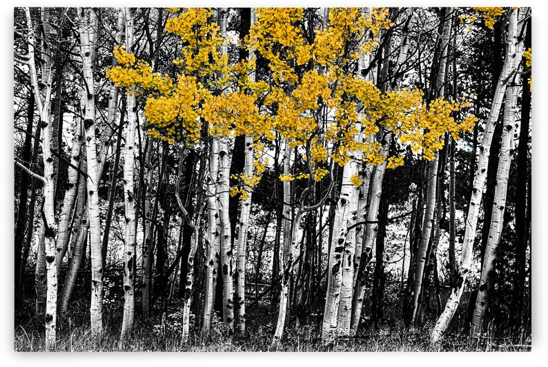 Aspen Touch of Orange by Bo Insogna