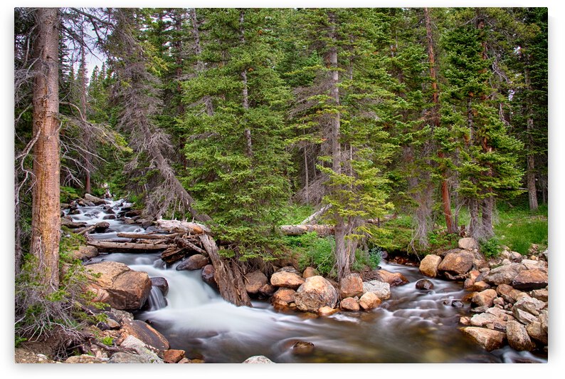 Colorado Rocky Mountain Forest Stream by Bo Insogna