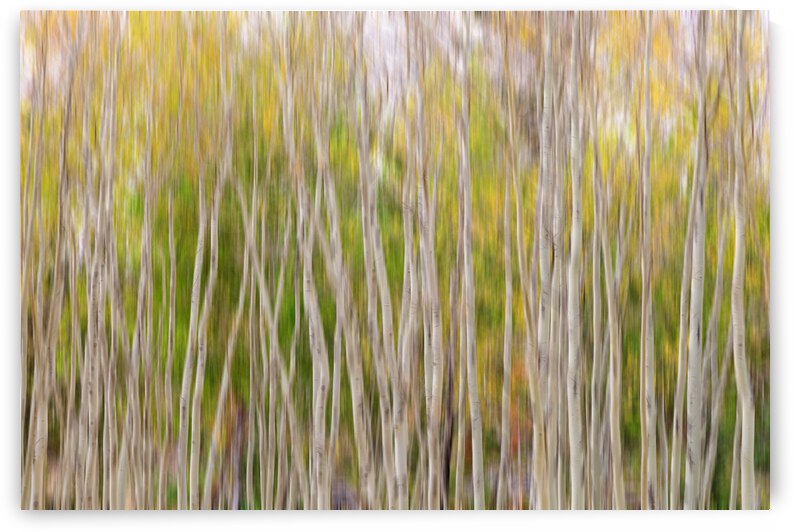 Forest Twist and Turns In Motion by Bo Insogna