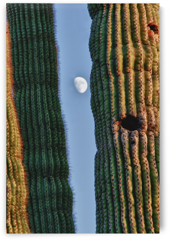  Southwest Saguaro Moon by Bo Insogna