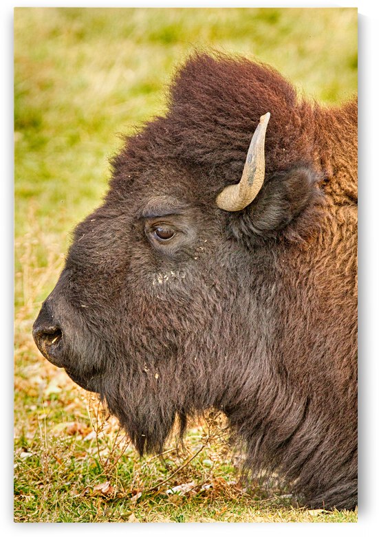 Bison Headshot Profile a by Bo Insogna