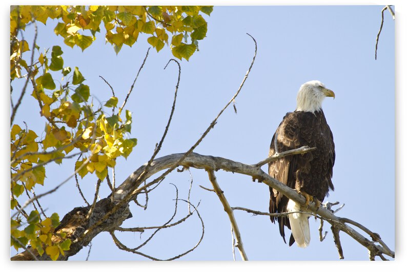 Eagle Watching by Bo Insogna