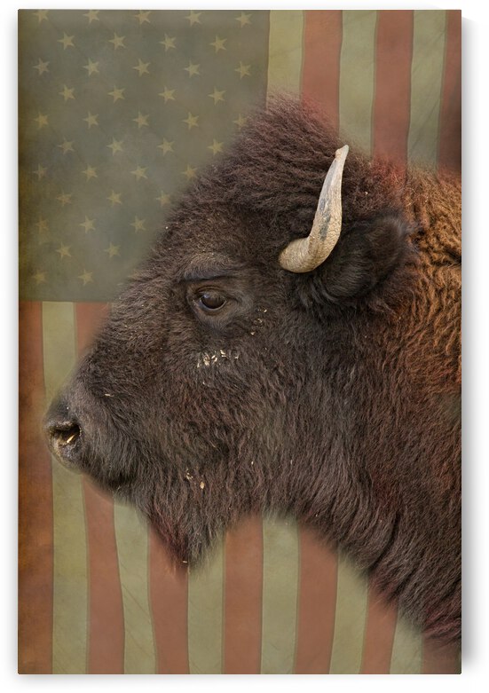 American Bison Profile by Bo Insogna