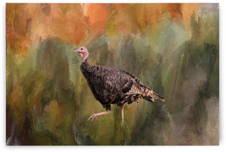 Native Merriam Turkey by Bo Insogna
