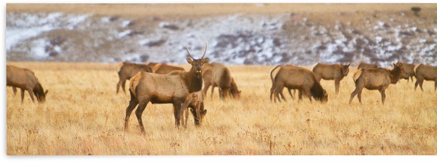 Elk Heard Colorado Foothills Plains Panorama by Bo Insogna