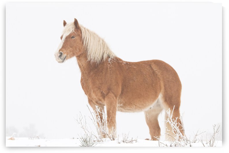 Smiling Palomino Snow by Bo Insogna