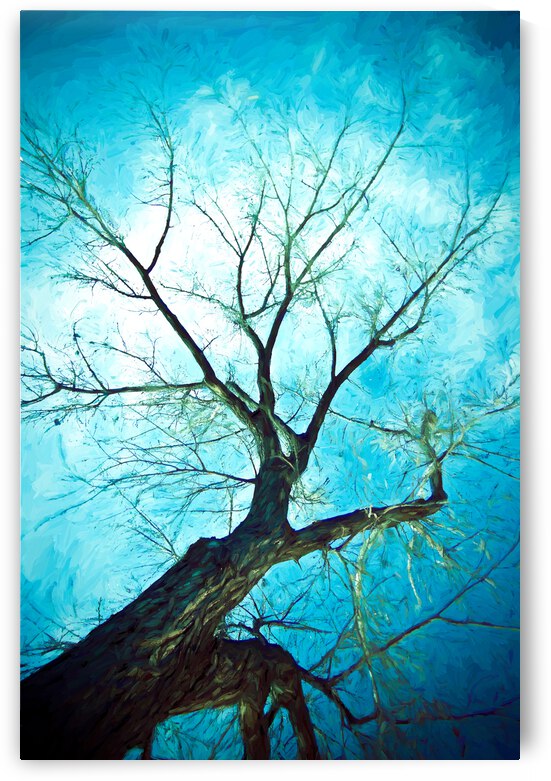 winter tree blue by Bo Insogna