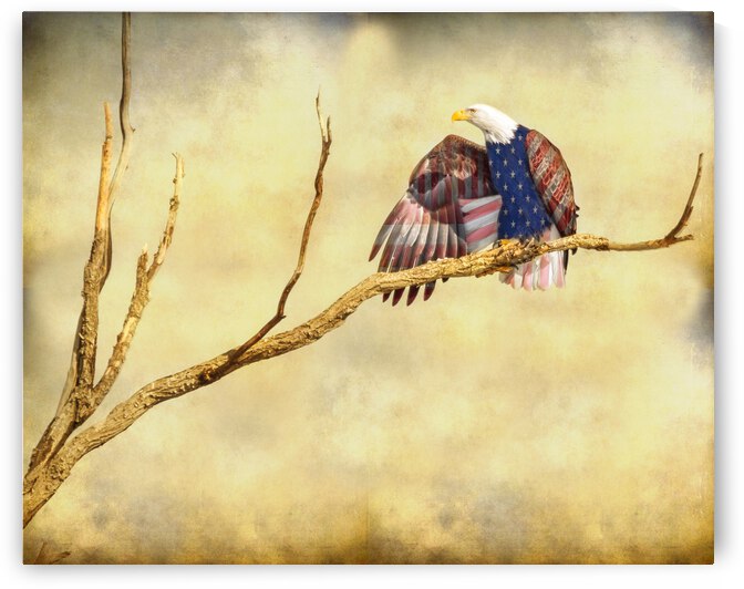Patriotic Eagle with Stars and Stripes by Bo Insogna