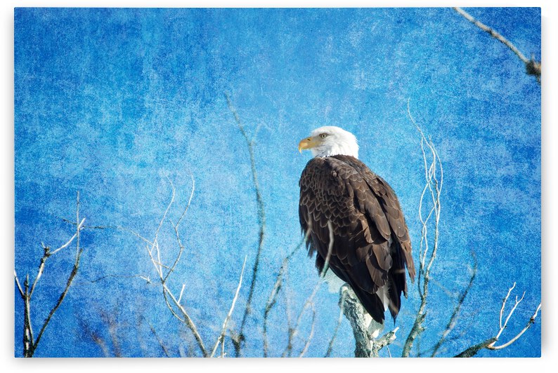 Bald Eagle Blues by Bo Insogna