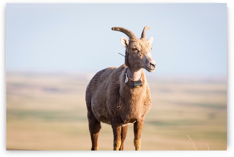 Big Horn Sheep Lucky Number 13 by Bo Insogna