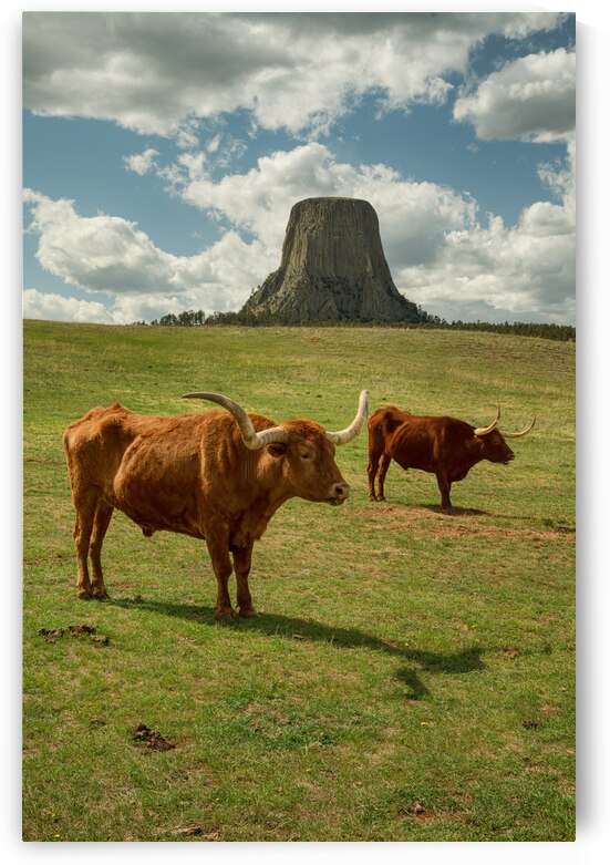 Texas Longhorn Cows Gracefully Posing at Majestic Devils Tower - by Bo Insogna