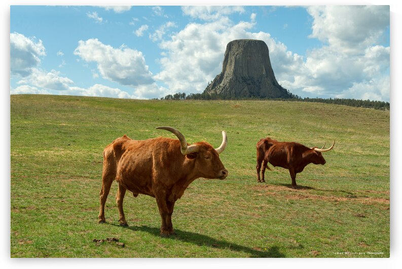 Longhorn Cattle and Devils Tower by Bo Insogna