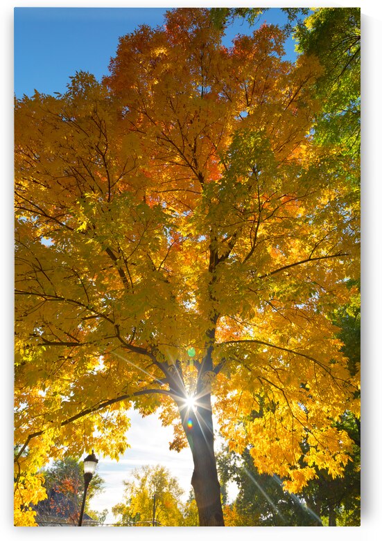 Stunning Autumn Tree Sunlight Through Colorful Leaves by Bo Insogna