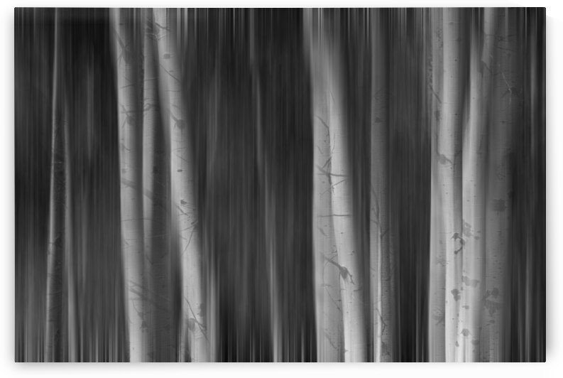 Aspen Trees Dreaming Black and White Abstract by Bo Insogna