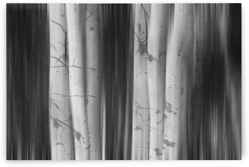 Aspen Tree Colonies Dreaming BW by Bo Insogna