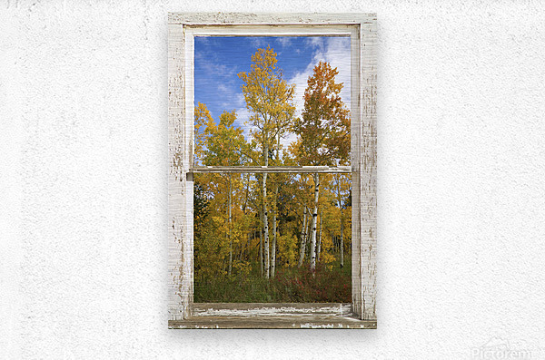Colorado Autumn Aspens Nature Window View  Metal print