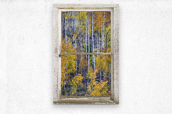 Aspen Autumn Magic White Window  Metal print