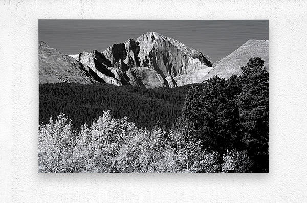 Longs Peak Autumn Aspen Landscape View BW  Impression metal