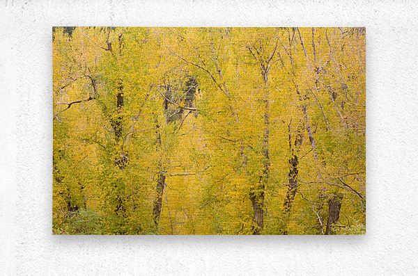 cottonwood autumn colors  Metal print
