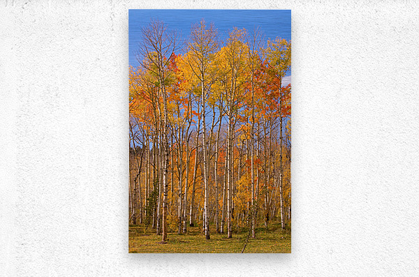 colorful colorado autumn   Metal print