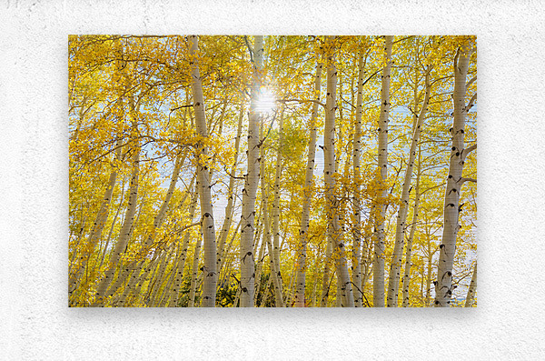 Golden Sunshine Autumn Day  Impression metal