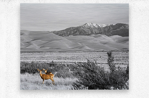 Great Colorado Sand Dunes Deer  Metal print