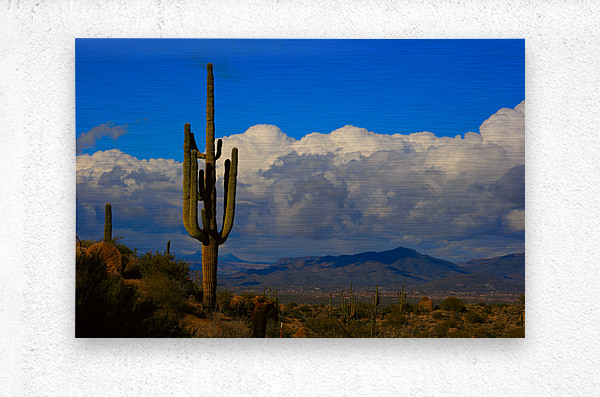  Amazing Giant Saguaro Cactus  Impression metal
