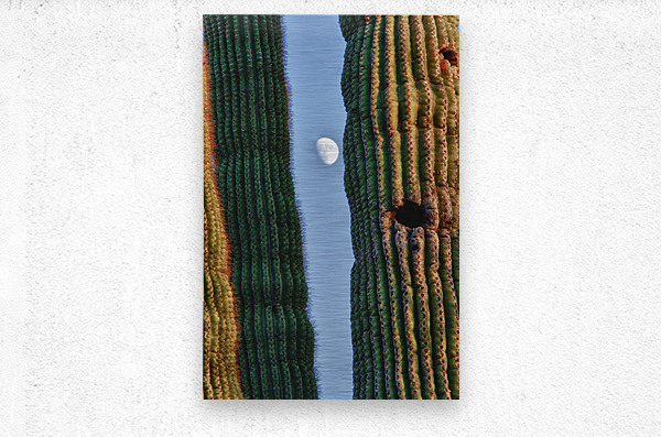  Southwest Saguaro Moon  Metal print