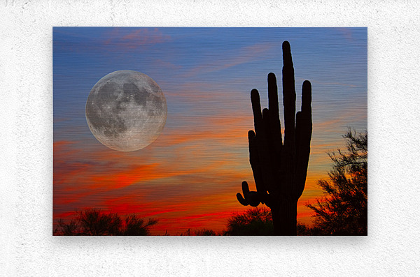 Full Moon Big Saguaro Sunset  Metal print