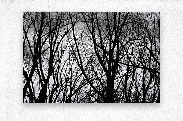 Tree Branches Into The Night  Impression metal