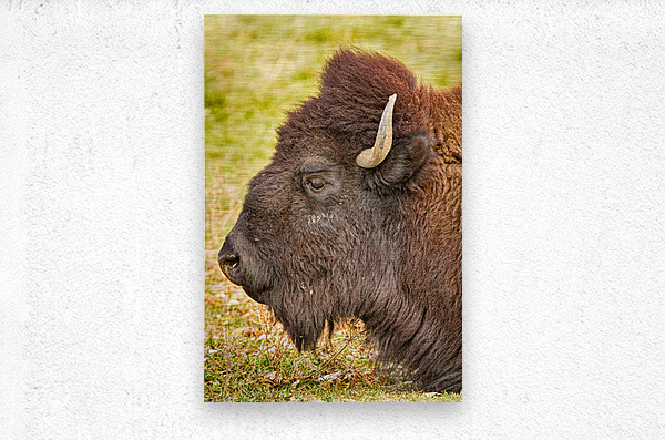 Bison Headshot Profile a  Metal print