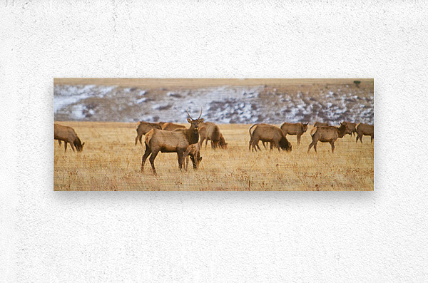 Elk Heard Colorado Foothills Plains Panorama  Metal print