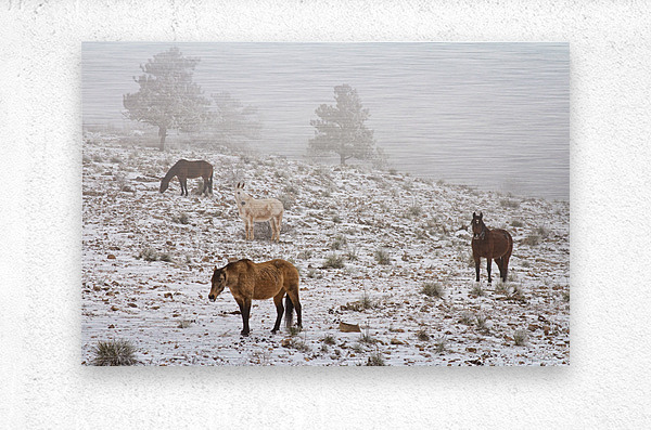 Rocky Mountain Horses Snow Fog  Metal print