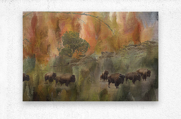 Bison Herd Watching  Metal print