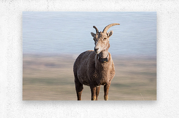 Badlands Bighorn A Glimpse of Audubons Majestic Sheep  Metal print