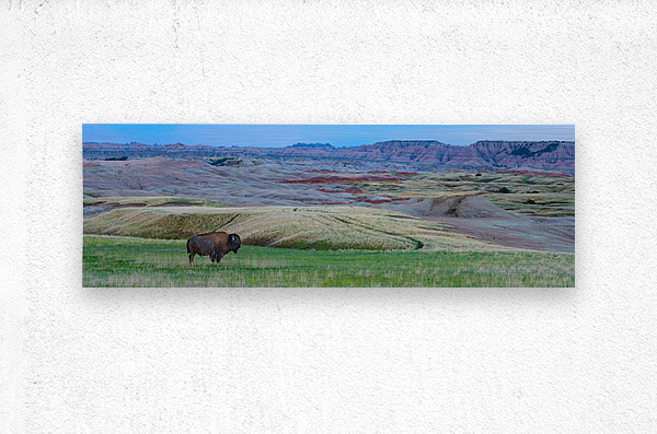 The Majestic Bison -  Roaming the Colorful Badlands of SD  Metal print