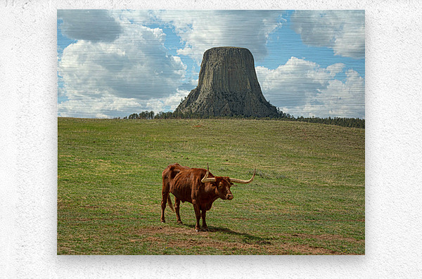 Longhorn Cow Posing at Devils Tower in Wyoming - First US Nation  Metal print