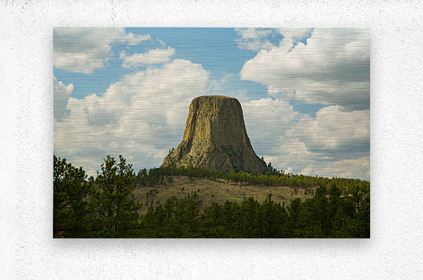 Majestic Devils Tower in Wyoming Amidst Pine Forest  Metal print