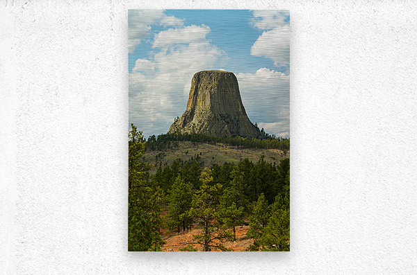 Majestic Devils Tower in Wyoming Surrounded by Pine Forest  Metal print