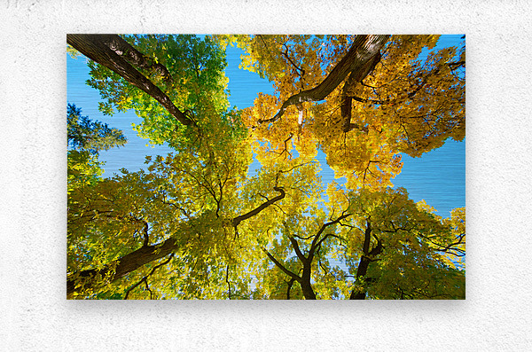 Vibrant Autumn Landscape - Colorful Trees under Blue Sky  Metal print