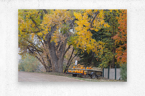 Autumns Bounty - A Country Road Market  Metal print