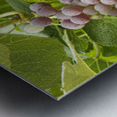 Red Grapes on The Vine Metal print