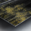 Misty Aspen Grove Metal print