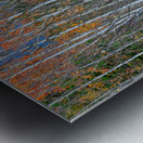 Aspen Grove Symphony Autumns Embrace Metal print