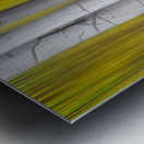 Golden Aspen Abstraction Fine Art Landscape Metal print