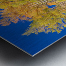 autumn aspen trees Panorama1 Impression metal