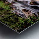 Cascading Rocky Mountain Forest Creek Metal print