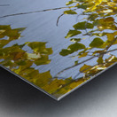 Eagle Watching Metal print