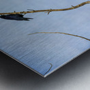 Bald Eagle Crow Metal print