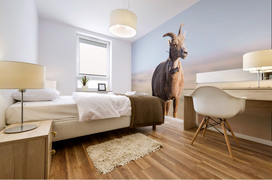 Big Horn Sheep Lucky Number 13 Mural print